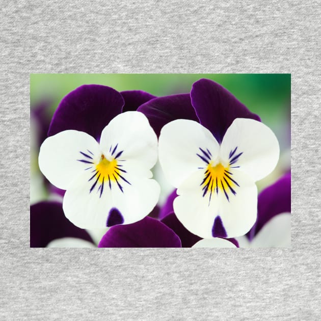 Viola  Rocky White with Purple Wings  Rocky series by chrisburrows